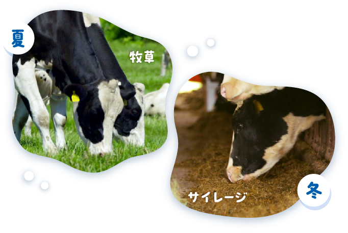 夏 牧草 / 冬 サイレージ
